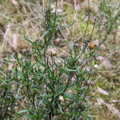 Xerochrysum viscosum (Sticky Everlasting) at Jindalee National Park - 11 Jun 2022 by Darcy