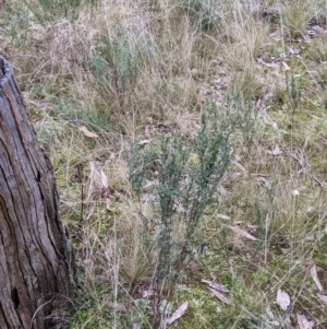 Xerochrysum viscosum at Cootamundra, NSW - 11 Jun 2022 03:30 PM