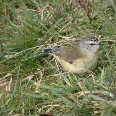 Acanthiza chrysorrhoa (Yellow-rumped Thornbill) at Mount Fairy, NSW - 12 Jun 2022 by Steve_Bok