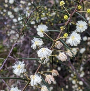 Acacia genistifolia at Cootamundra, NSW - 11 Jun 2022 03:31 PM