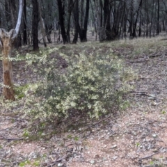Acacia genistifolia at Cootamundra, NSW - 11 Jun 2022