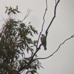 Philemon corniculatus (Noisy Friarbird) at Jindalee National Park - 11 Jun 2022 by Darcy