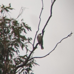 Philemon corniculatus at Cootamundra, NSW - 11 Jun 2022 03:33 PM