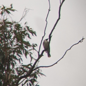 Philemon corniculatus at Cootamundra, NSW - 11 Jun 2022 03:33 PM