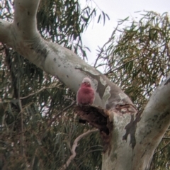 Eolophus roseicapilla (Galah) at Cootamundra, NSW - 12 Jun 2022 by Darcy