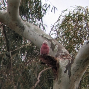 Eolophus roseicapilla at Cootamundra, NSW - 12 Jun 2022 09:44 AM