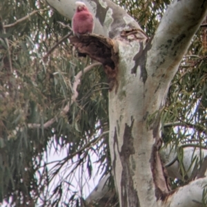 Eolophus roseicapilla at Cootamundra, NSW - 12 Jun 2022 09:44 AM