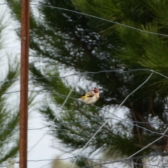 Carduelis carduelis at Mount Fairy, NSW - 12 Jun 2022