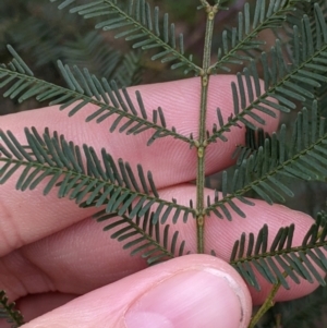 Acacia deanei subsp. deanei at Cootamundra, NSW - 11 Jun 2022 02:37 PM