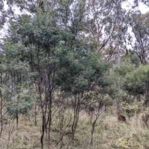 Acacia deanei subsp. deanei at Cootamundra, NSW - 11 Jun 2022