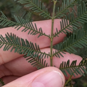 Acacia deanei subsp. deanei at Cootamundra, NSW - 11 Jun 2022 02:37 PM