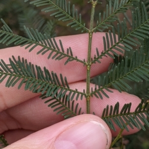 Acacia deanei subsp. deanei at Cootamundra, NSW - 11 Jun 2022