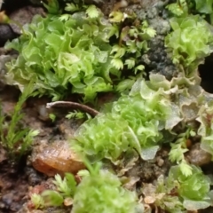 Fossombronia sp. (genus) (A leafy liverwort) at Murrumbateman, NSW - 11 Jun 2022 by SimoneC