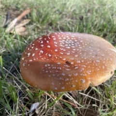 Amanita muscaria (Fly Agaric) at Downer, ACT - 24 May 2022 by 1pepsiman