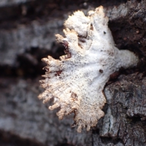 Schizophyllum commune at Murrumbateman, NSW - 11 Jun 2022 03:55 PM