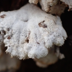 Schizophyllum commune at Murrumbateman, NSW - 11 Jun 2022 03:55 PM