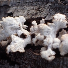 Schizophyllum commune at Murrumbateman, NSW - 11 Jun 2022