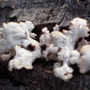 Schizophyllum commune at Murrumbateman, NSW - 11 Jun 2022 03:55 PM