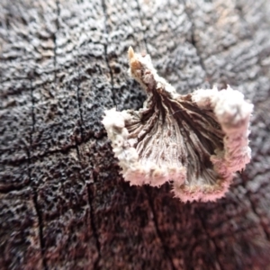 Schizophyllum commune at Murrumbateman, NSW - 11 Jun 2022 03:55 PM