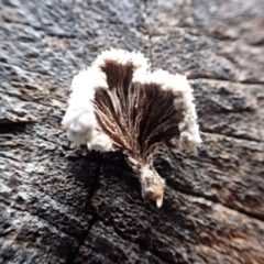 Schizophyllum commune at Murrumbateman, NSW - 11 Jun 2022 03:55 PM