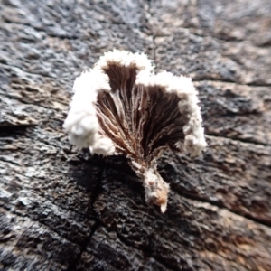 Schizophyllum commune at Murrumbateman, NSW - 11 Jun 2022 03:55 PM