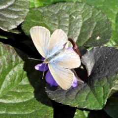 Zizina otis (Common Grass-Blue) at Crooked Corner, NSW - 18 Apr 2022 by Milly