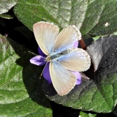 Zizina otis at Crooked Corner, NSW - 18 Apr 2022