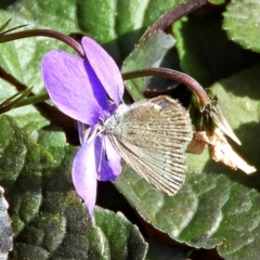 Zizina otis at Crooked Corner, NSW - 18 Apr 2022