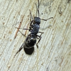 Polyrhachis sp. (genus) (A spiny ant) at QPRC LGA - 12 Jun 2022 by Steve_Bok