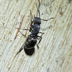 Polyrhachis sp. (genus) (A spiny ant) at Jerrabomberra, NSW - 12 Jun 2022 by SteveBorkowskis