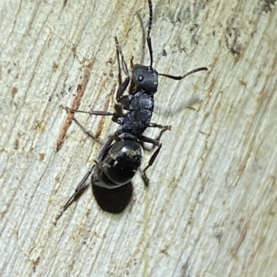 Polyrhachis sp. (genus) (A spiny ant) at Jerrabomberra, NSW - 12 Jun 2022 by SteveBorkowskis