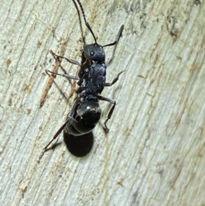 Polyrhachis sp. (genus) at Jerrabomberra, NSW - 12 Jun 2022