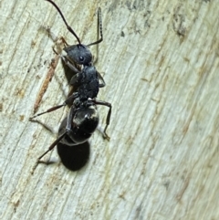 Polyrhachis sp. (genus) at Jerrabomberra, NSW - 12 Jun 2022