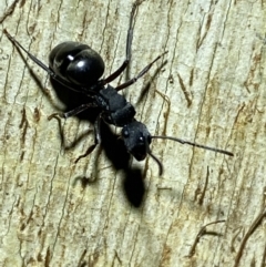 Polyrhachis sp. (genus) at Jerrabomberra, NSW - 12 Jun 2022