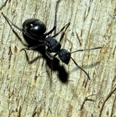 Polyrhachis sp. (genus) at Jerrabomberra, NSW - 12 Jun 2022