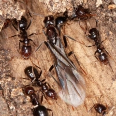 Papyrius sp (undescribed) (Hairy Coconut Ant) at Callum Brae - 12 Jun 2022 by rawshorty