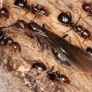 Papyrius sp (undescribed) at Jerrabomberra, ACT - 12 Jun 2022