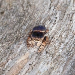 Simaethula sp. (genus) (A jumping spider) at Callum Brae - 12 Jun 2022 by rawshorty