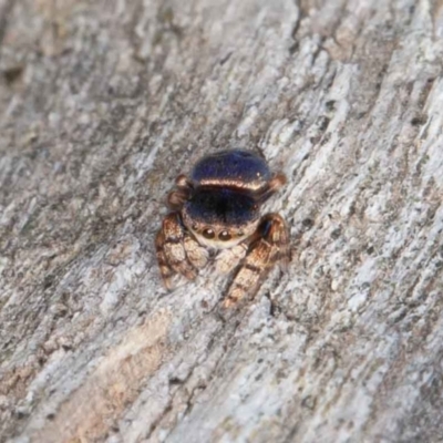 Simaethula sp. (genus) (A jumping spider) at Callum Brae - 12 Jun 2022 by rawshorty
