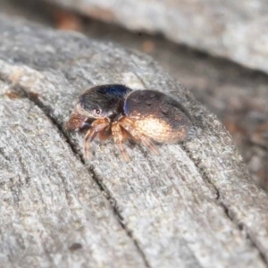 Simaethula sp. (genus) at Jerrabomberra, ACT - 12 Jun 2022