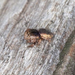 Simaethula sp. (genus) at Jerrabomberra, ACT - 12 Jun 2022