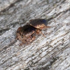 Simaethula sp. (genus) at Jerrabomberra, ACT - 12 Jun 2022