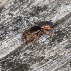 Simaethula sp. (genus) at Jerrabomberra, ACT - 12 Jun 2022