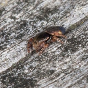 Simaethula sp. (genus) at Jerrabomberra, ACT - 12 Jun 2022