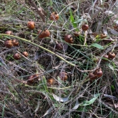 Solanum cinereum (Narrawa Burr) at Hackett, ACT - 12 Jun 2022 by waltraud