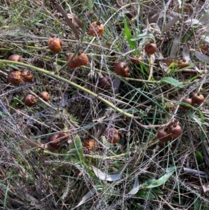 Solanum cinereum at Hackett, ACT - 12 Jun 2022