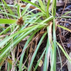 Luzula sp. (Woodrush) at Theodore, ACT - 11 Jun 2022 by VeraKurz