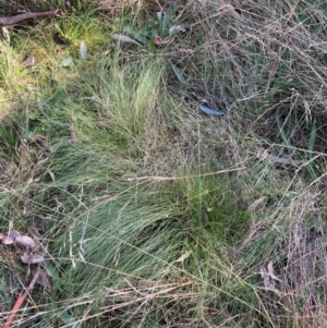 Nassella trichotoma at Hackett, ACT - 12 Jun 2022