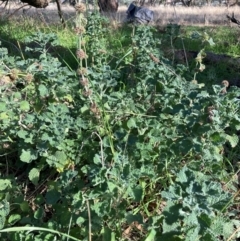 Marrubium vulgare (Horehound) at Mount Majura - 12 Jun 2022 by waltraud