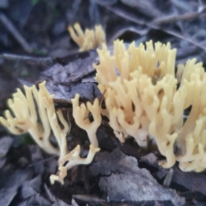 Ramaria sp. at Sutton, NSW - 11 Jun 2022